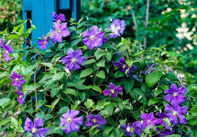 Клематис Shin-Shigyoku - Клематис - GardenPlants