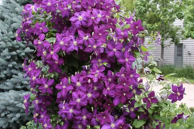 Купить Клематис ДжекманиClematis Jackmanii - в питомнике Флорини