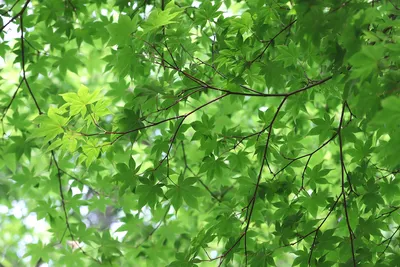 Клен (78 фото) - описание дерева, листья, как выглядит