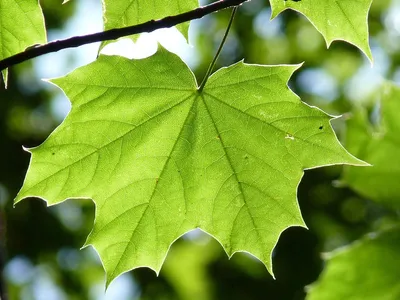 Клен остролистный "Globosum" | LeafGarden