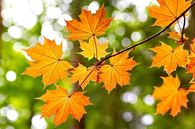Лист Осень Клен - Бесплатное фото на Pixabay - Pixabay