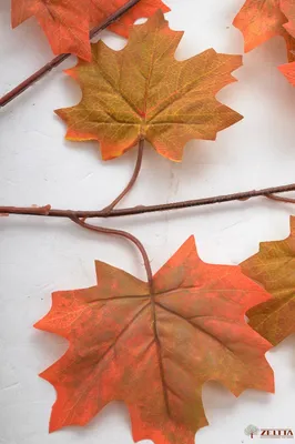 Осенний клен | Пикабу
