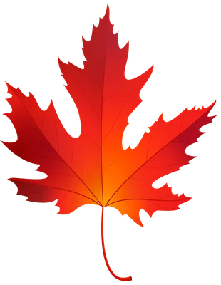 Family Tree Background png download - 1300*1131 - Free Transparent Maple  Leaf png Download. - CleanPNG / KissPNG