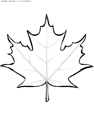 Кленовый лист. Шаблон. Картинка. | Кругозор | Leaf coloring page, Leaf  outline, Leaf template