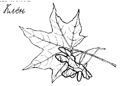 Раскраска Кленовый лист 🖍. Раскрашиваем любимыми цветами бесплатно и с  улыбкой 👍