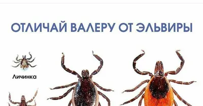 Коварный клещ Валера, или Как избавиться от паразита - Рамблер/новости