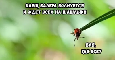 Клещ | Пикабу