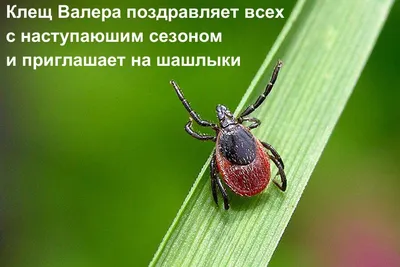 Кто там смеялся над клещом Валерой? Валера дождался отдыхающих. | Энтропия  победила (с) | Дзен