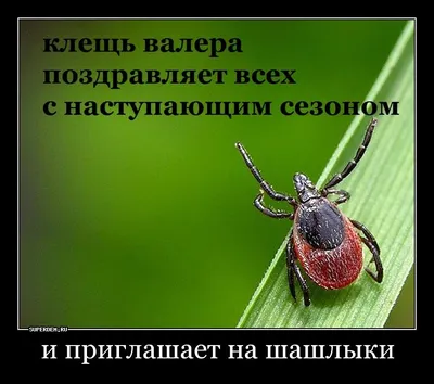 Валерий ждёт всех на природе. Не забываем про защиту от клещей. - Картинки  и фото рыбаков