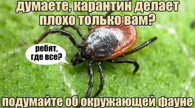 А как же клещи? | Пикабу