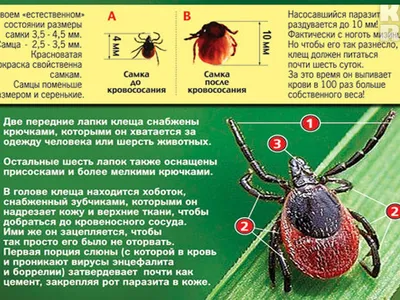 В Тверской области клещ кусает не со зла, он голодный после сна - 