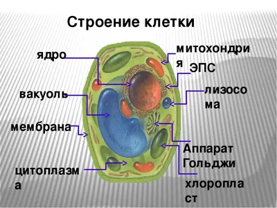 Клетка живого организма картинки