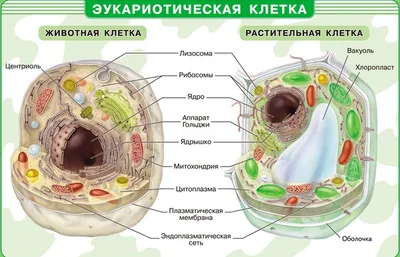 Кто следит за порядком в живой клетке – взгляд физиков — Национальный  исследовательский университет «Высшая школа экономики»