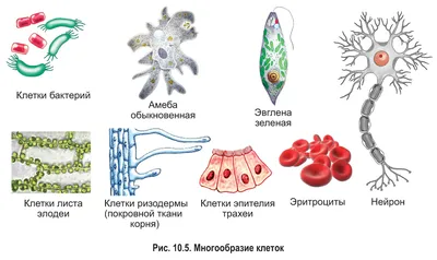 Клетка-наименьшая структура жизни | Камилла Мейрман | Дзен