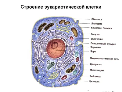 Растительные клетки — Википедия