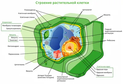 Лабораторная работа №1 «Сравнение строения клеток растений и животных» |  _Северов_ | Дзен