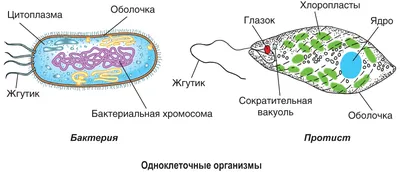 10. Клеточная теория. Общий план строения клетки: Многообразие клеток