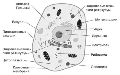 19. Строение и образование половых клеток: Строение половых клеток