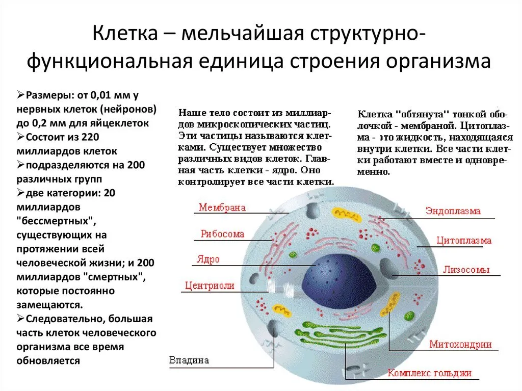 Описание клеток животных