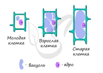 Как осуществляется клеточное питание, и какие органоиды задействованы в  этом процессе?