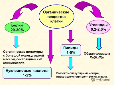 Клетка живого организма» — создано в Шедевруме