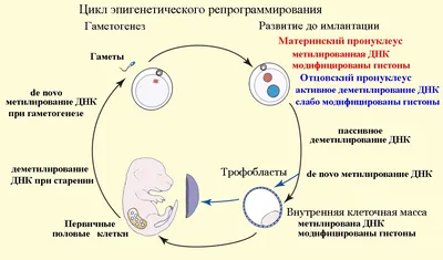 Строение животной клетки. 7 класс - презентация онлайн