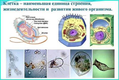 Российские ученые выяснили, что стволовые клетки способны сами определять  свою судьбу / Хабр