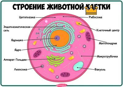 Особенности строения растительной клетки • Биология, Растения и грибы •  Фоксфорд Учебник