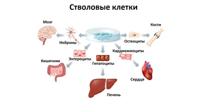 СМИ: ученые создали стволовые клетки человека при помощи химических веществ  - РИА Новости, 