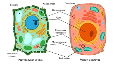 Строение животной клетки - Плакат - Рабочие листы, развивающие игры и  другие дидактические материалы для обучения дома и в школе