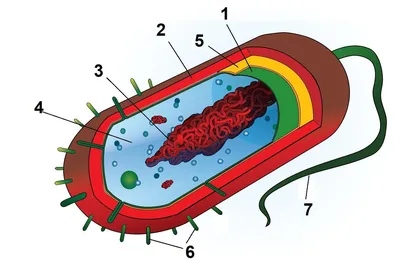 Картинка прокариотической клетки - 62 фото