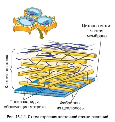 Синтезу белка определяют клеточные координаты