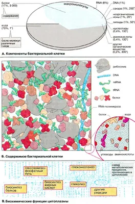 15-1. Особенности строения клеток эукариот: Особенности строения клеток  эукариот