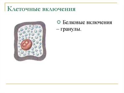 Клеточные технологии в травматологии и ортопедии — ПБСК