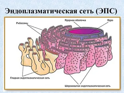 Растительные клетки — Википедия