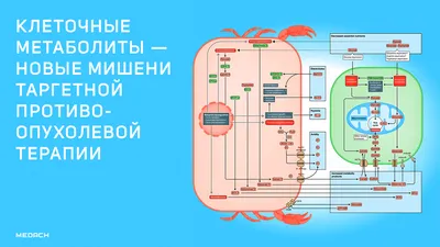 Уважаемые коллеги! Приглашаем Вас принять участие в работе Международной  научной конференции «Молекулярные, мембранные и клеточные основы  функционирования биосистем» (15– г.)