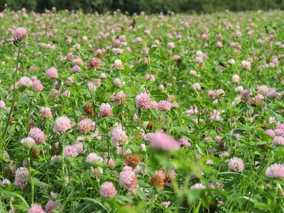 Клевер луговой (Trifolium pratense L.)