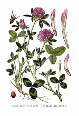 Клевер гибридный (Trifolium hybridum L.)