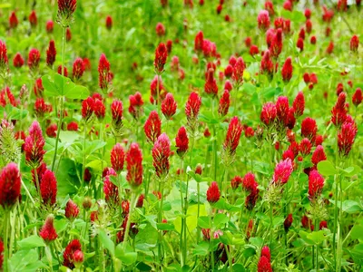 Клевер красный – неприхотливая газонная трава