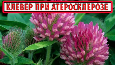 Удобрение Клевер луговой Витязь, сидерат, 500 г, Гавриш в Обнинске: цены,  фото, отзывы - купить в интернет-магазине Порядок.ру