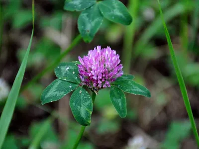 Фотокаталог растений: Клевер луговой (Trifolium pratense)