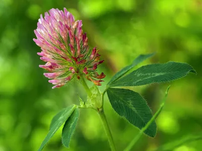 Клевер гибридный (Trifolium hybridum L.)