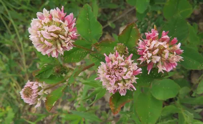 Фотокаталог растений: Клевер луговой (Trifolium pratense)