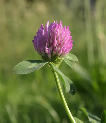 Файл:Red Clover 2011  — Википедия