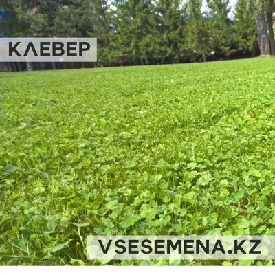 File:Клевер подземный - Trifolium subterraneum - Subterranean clover, often  shortened to Subclover (Burrowing Clover) - Bodenfrüchtige Klee  (26470357941).jpg - Wikimedia Commons