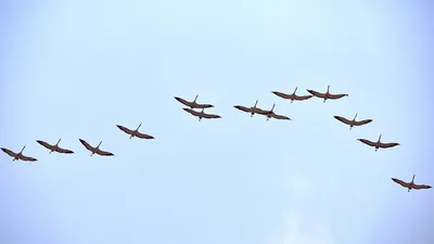 Символ сегодняшнего дня – пролетающий в небе клин журавлей