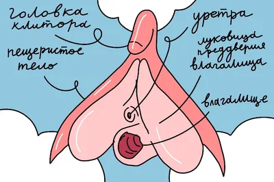 Илл. 36 (из 47). Яички клитр и скрытоглавов. A — скорлупа 4-х точечной  клитры; B — скорлупа двухточечного скрытоглава; C, D и Е — яички разных  клитр; F — яички скрытоглава; G