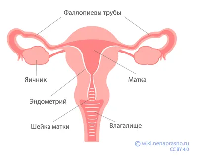 Ответы : Где находится клитр? и если можно фото где это отчотливо  видно...