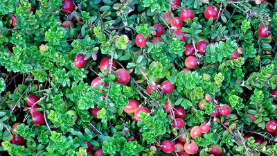 Выращивание клюквы на садовом участке - GreenMarket