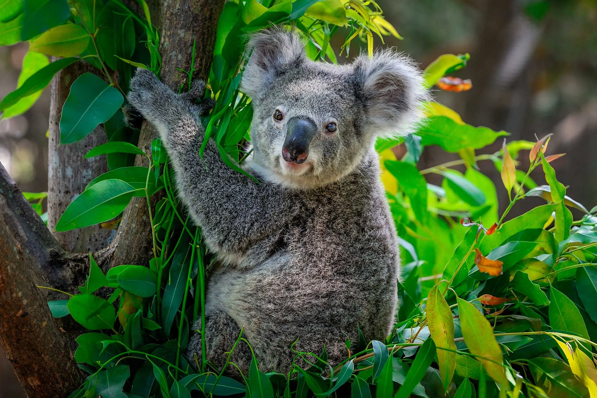 Коала где обитает на каком. Животные Австралии коала. Коала сумчатое. Эндемики Австралии коала. Австралия сумчатые коала.